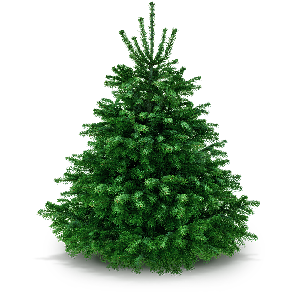 Weihnachtsbaum 170 - 185 cm